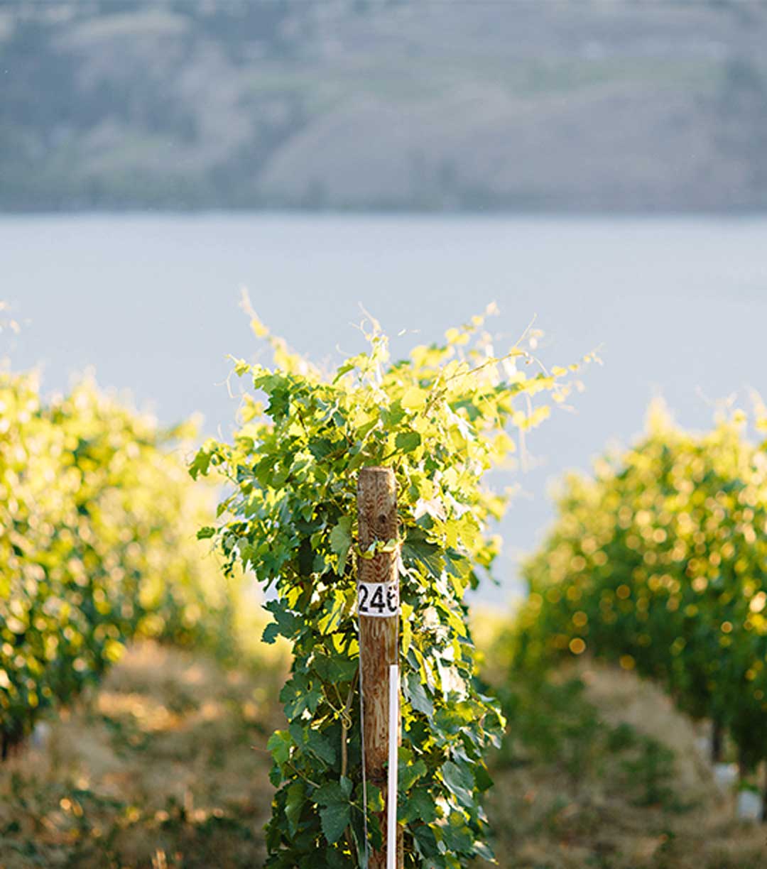 Painted Rock Wine Club